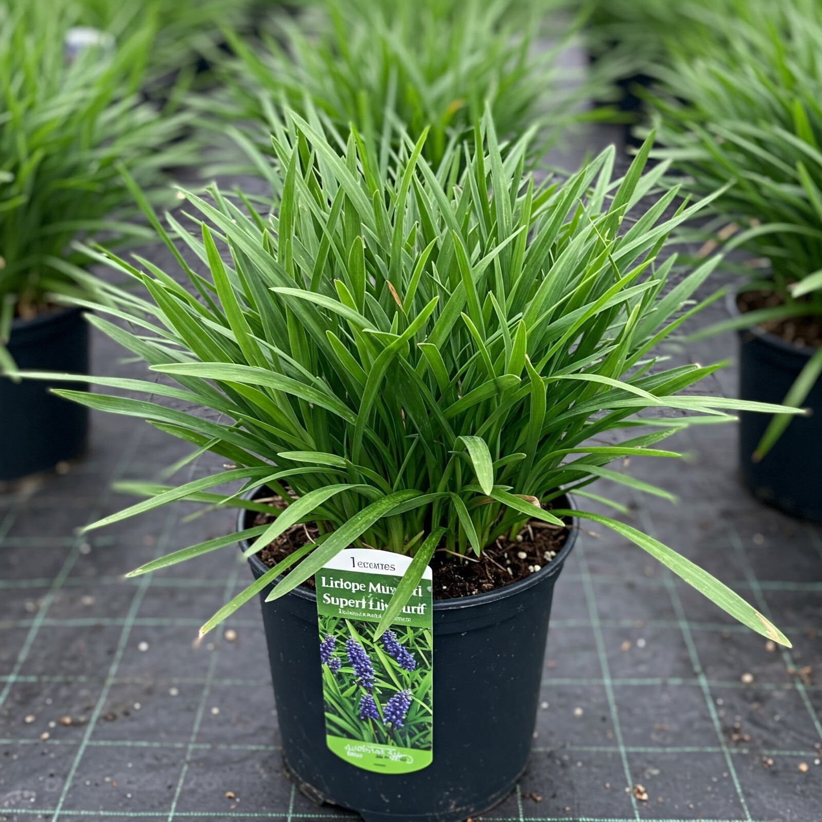 Liriope Muscari Grass Live Plant Super Blue Lilyturf 4 In-1 Gal Pot 4-12″ Tall