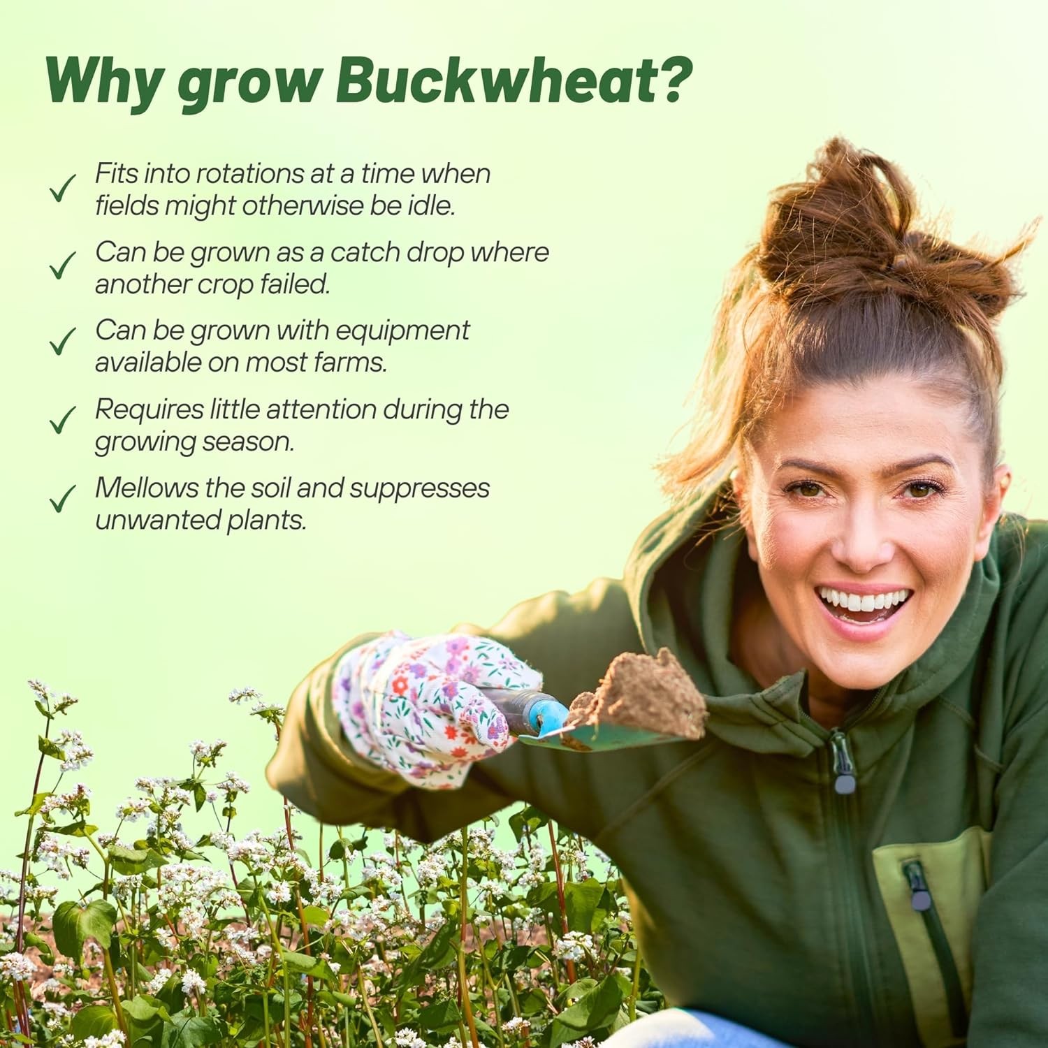 5 LB Buckwheat Seed For Planting Cover Crops & Green Manure