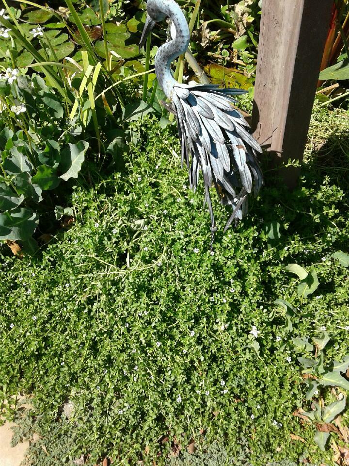 SALE Today ! 6 Varieties Of Pond Plants Marginal floating