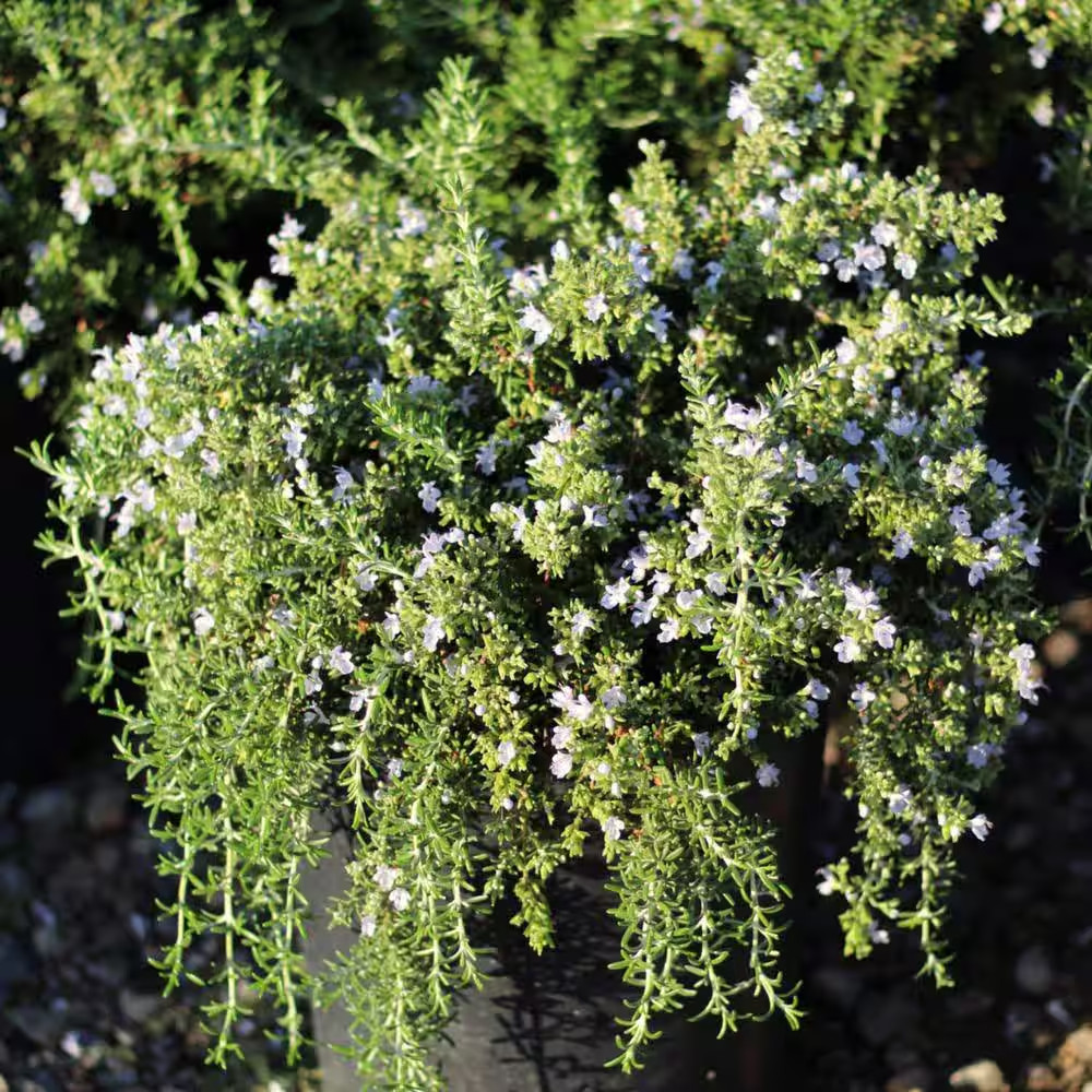 #1 Container Creeping Rosemary Plants (4-Pack)