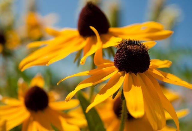 200 seeds Black Eyed Susan Hirta Yellow Fresh seeds + gift