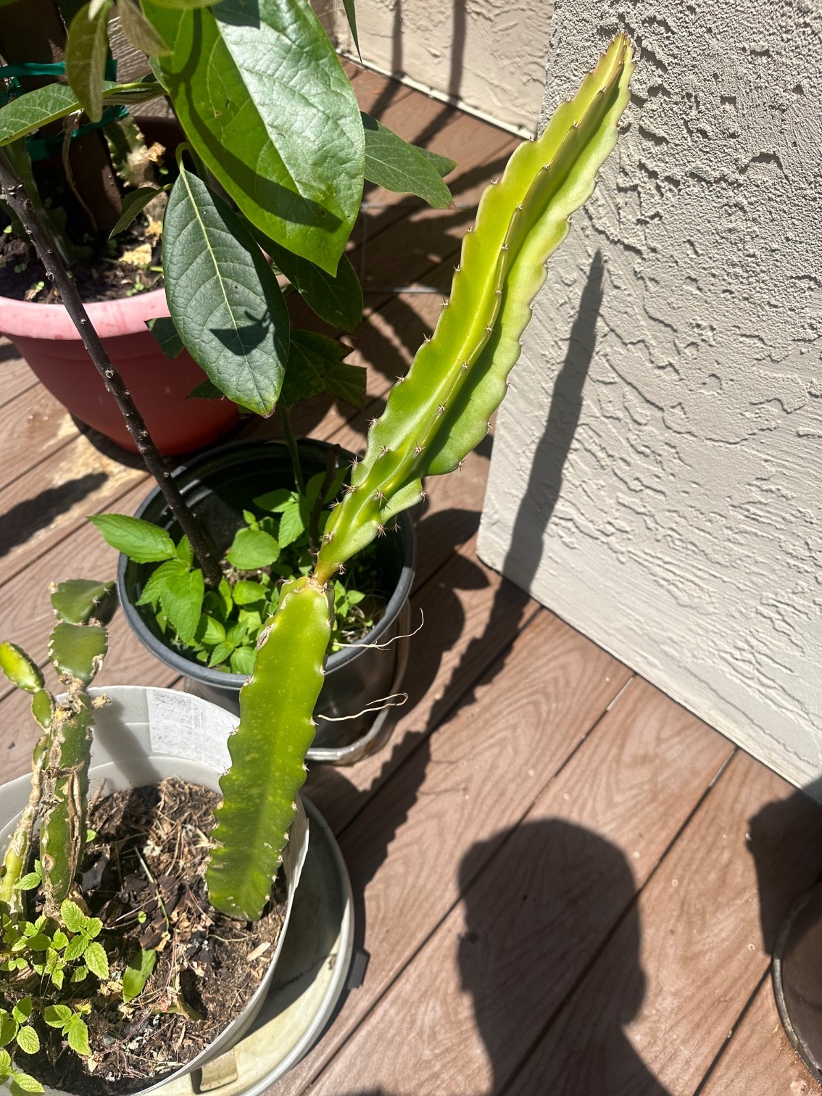 5 ct Dragon Fruit Cuttings 8-12 inches, Guaranteed Red Fruits, FREE Training