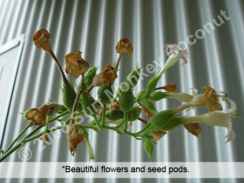 500 Virginia Tobacco seeds w/ FREE how to grow booklet! HEIRLOOM GRADE A+