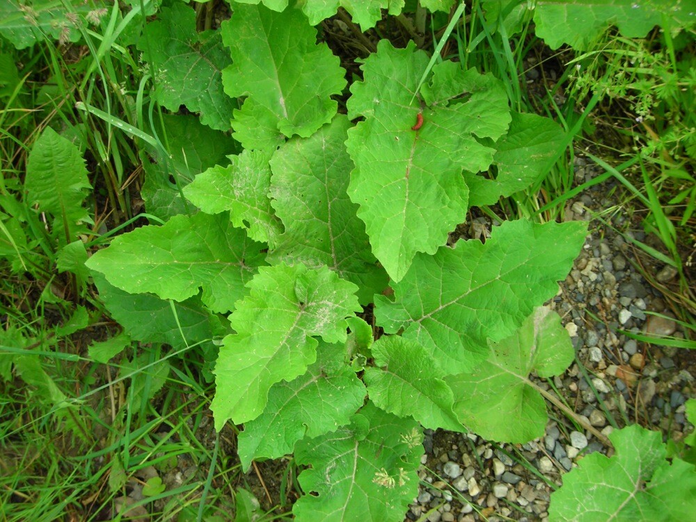 BURDOCK ‘Arctium lappa’ HERBAL LIVE STARTER PLANT BARE ROOT