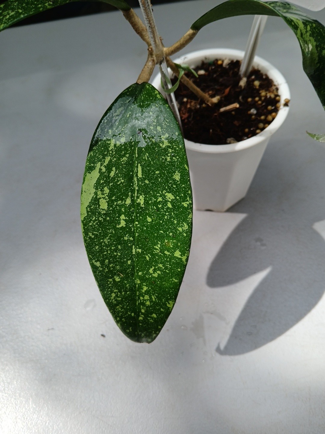 #397- HOYA VIETNAM SPLASH LIVE PLANT, LARGE LEAF,