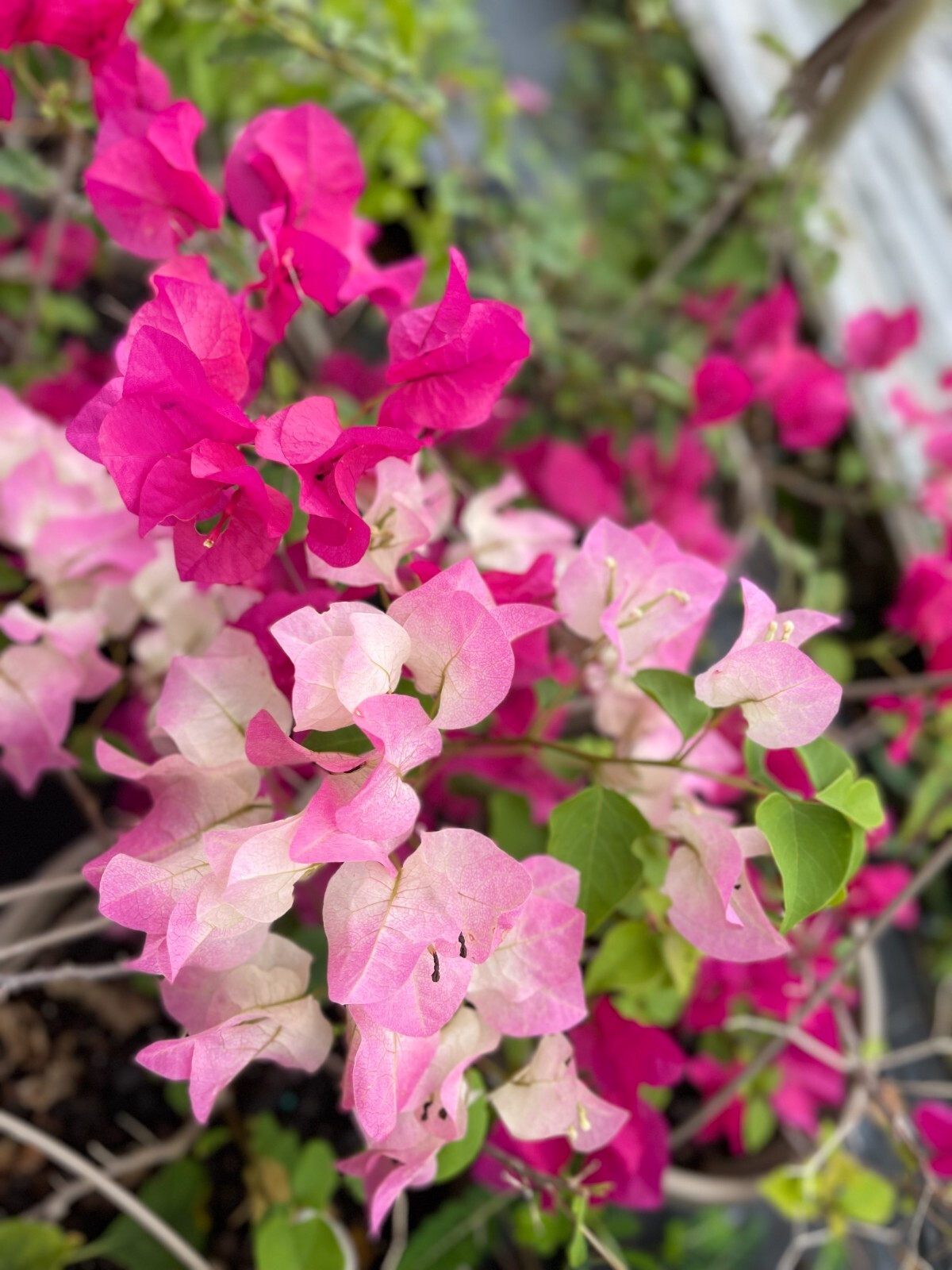 30″ HIGH Live Plant Bougainvillea Vine Assorted Colors 12″ Pot w/ Trellis NO CA