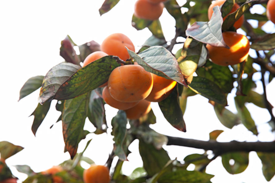 10 Seeds- Mottled persimmon -Tropical Tree seed-RARE -Diospyros montana