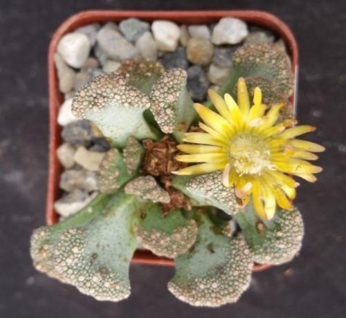 Titanopsis calcarea cactus Cacti Succulent real live plant