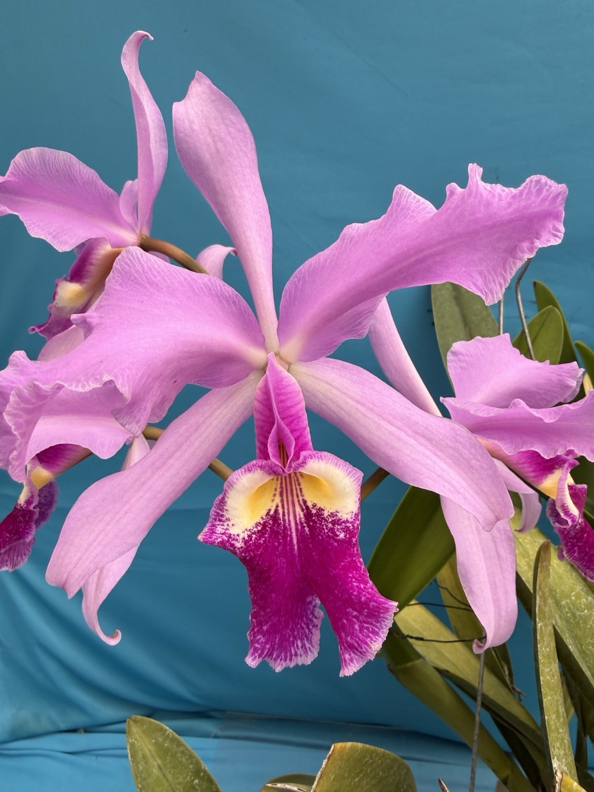 Cattleya warscewiczii ‘Mem E. Oliveros’ X ‘Alberta’ Orchid Eros Species 9” Bskt