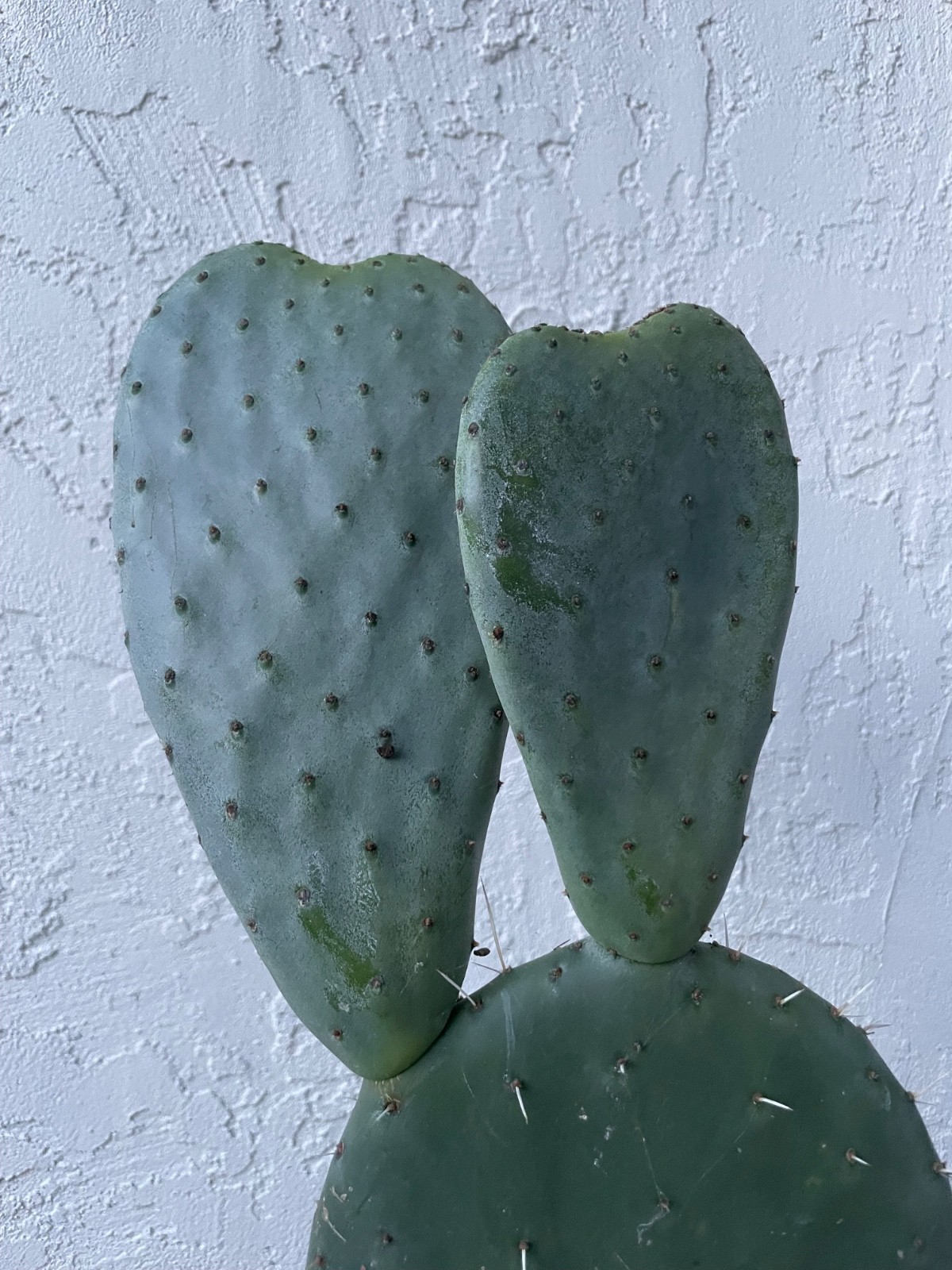beautiful Opuntia Pyrocarpa, New Mexico Prickly Pear Cactus , rooted # C23