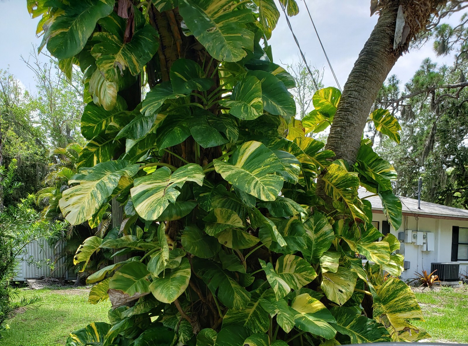 GIANT Variegated Golden Pothos Climbing hawaiian 3 node rooted cutting