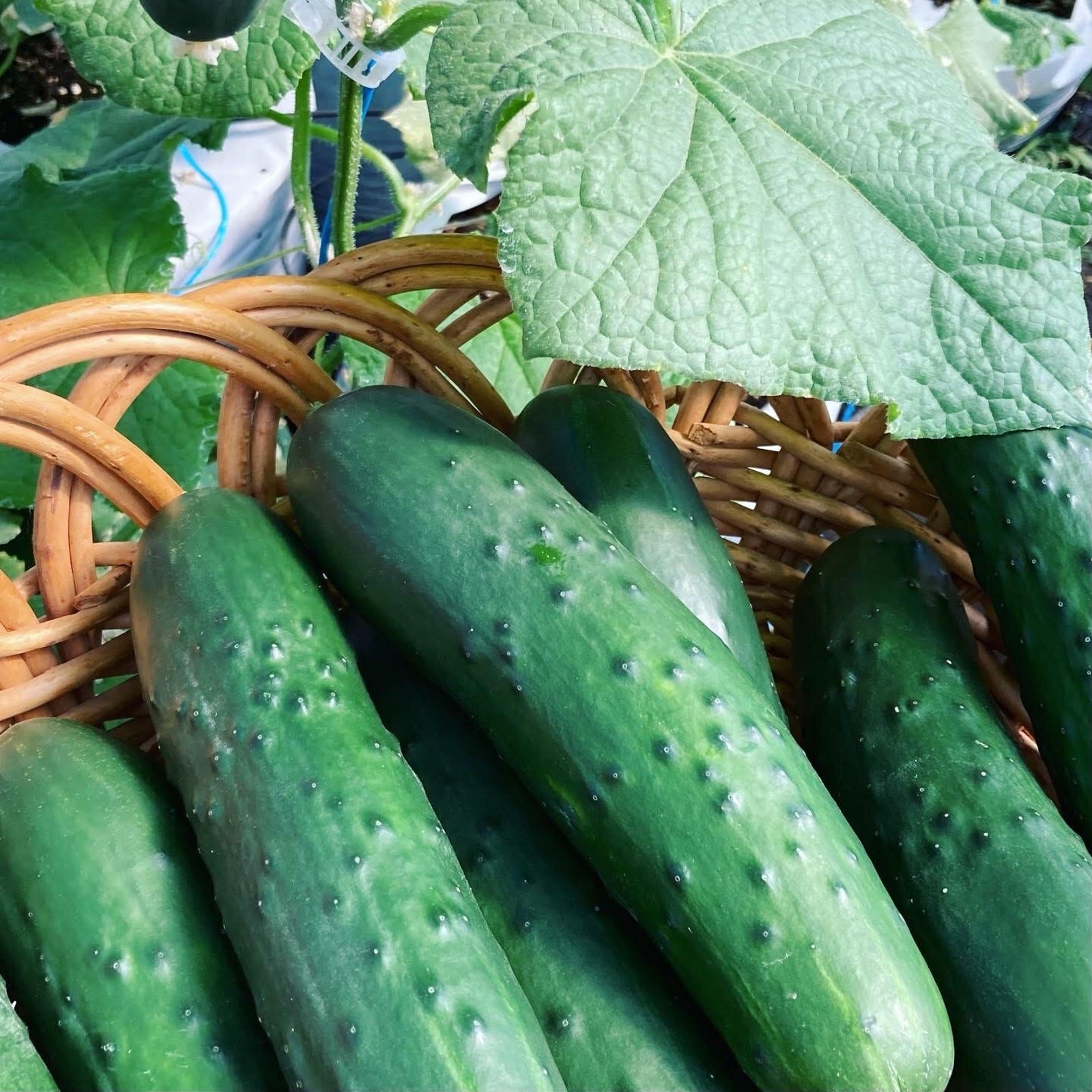Marketmore 76 Cucumber Heirloom Seed New Crop 2023 Organic Non GMO – 25 seeds