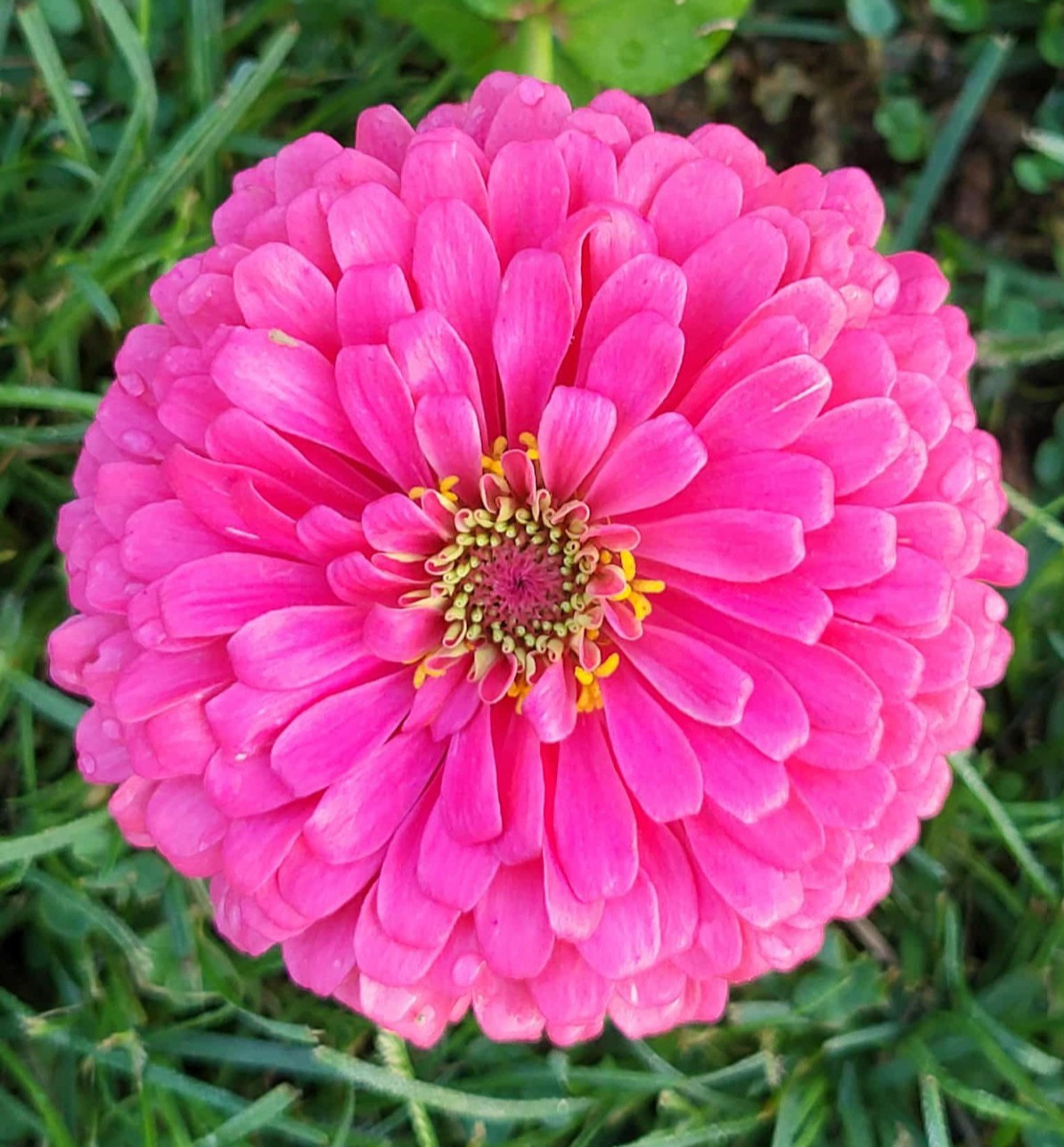 Hot Pink Zinnia Seeds Huge Blooms Butterfly & Bee Magnet, FREE Shipping 30 seeds