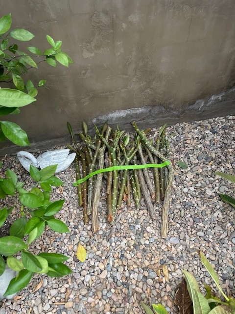 PLUMERIA CUTTINGS FOR SALE – pink, red & yellow- all sizes