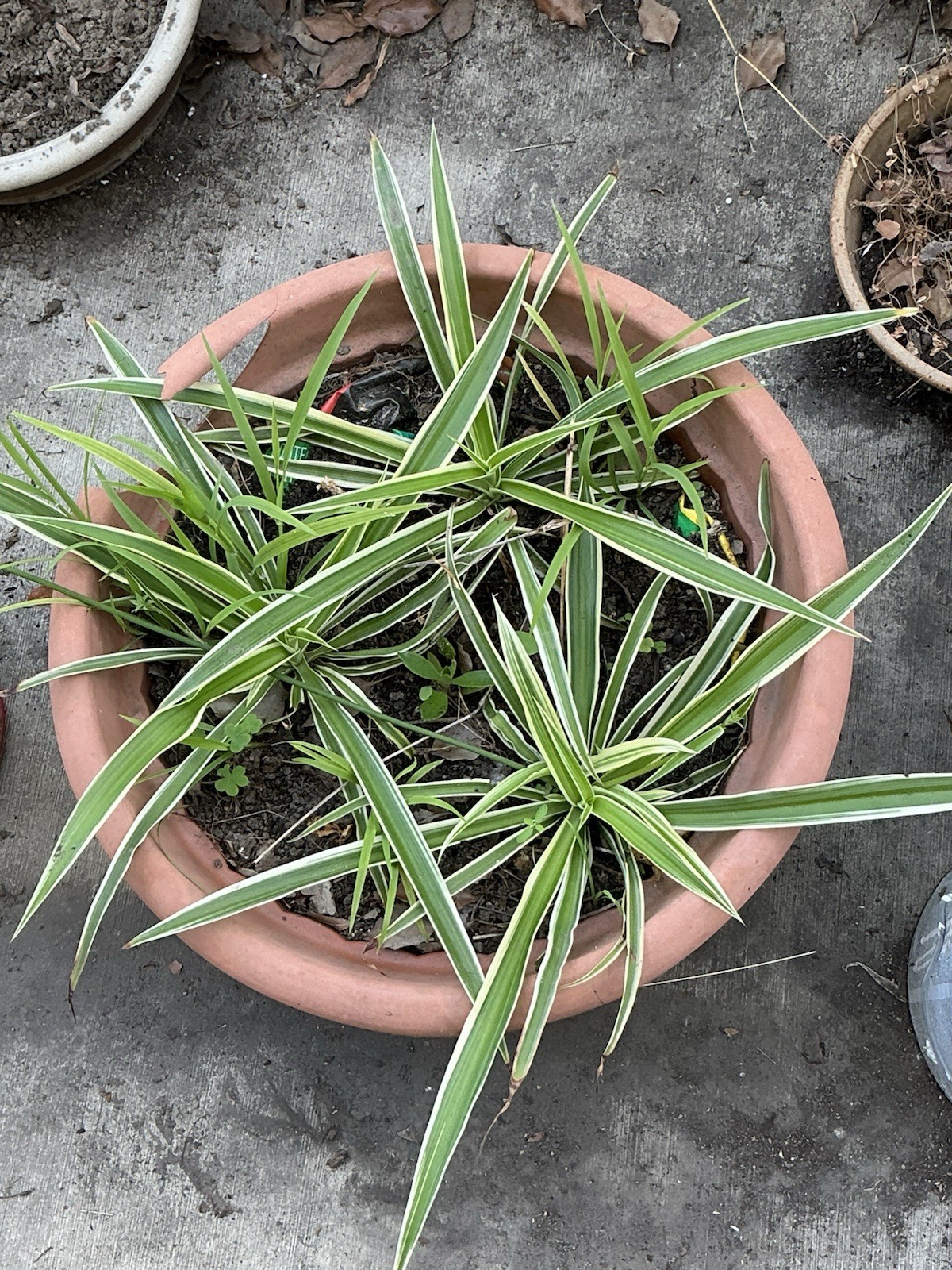 Lot Of 3 Spider Airplane Plants, 10” Tall With Roots, Rooted