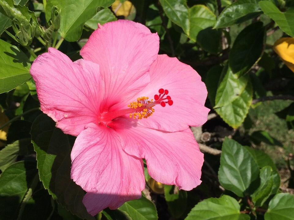 HAWAIIAN PINK HIBISCUS PLANT CUTTING 1 Cutting 2 – 4 In. Long