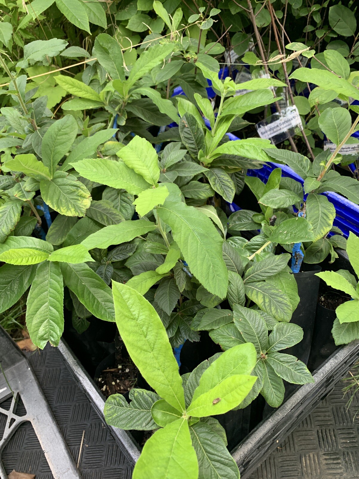 8-12” tall Large Russian Medlar tree, Mespilus germanica, grafted