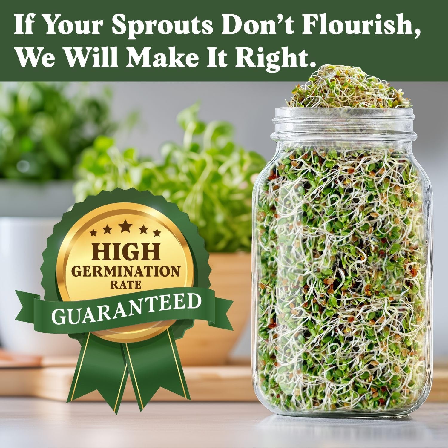 Seedboy Organic Non-GMO Clover Seeds for Sprouting – USA Grown Green