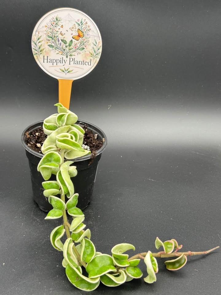 Variegated Hindu Hoya Rope- 4″ Pot Live Plant – Free Shipping