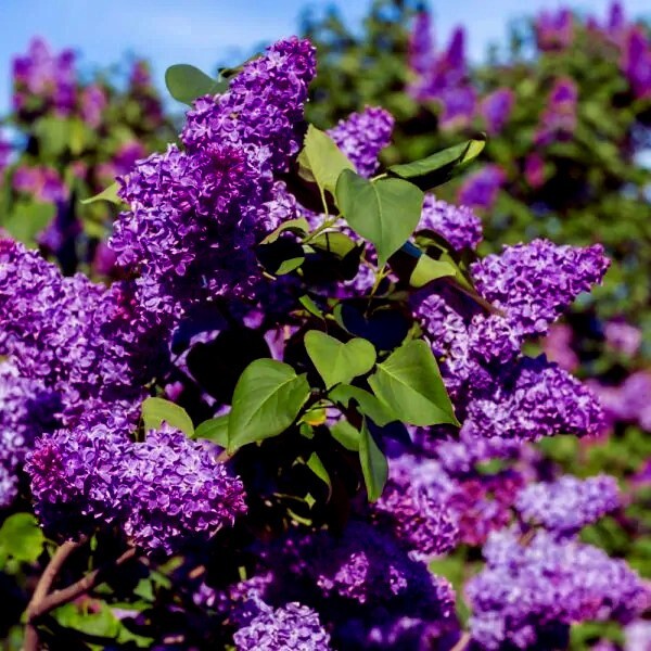 20 Common Lilac Purple Flower Tree Seeds Fragrant Hardy Perennial Garden Plant