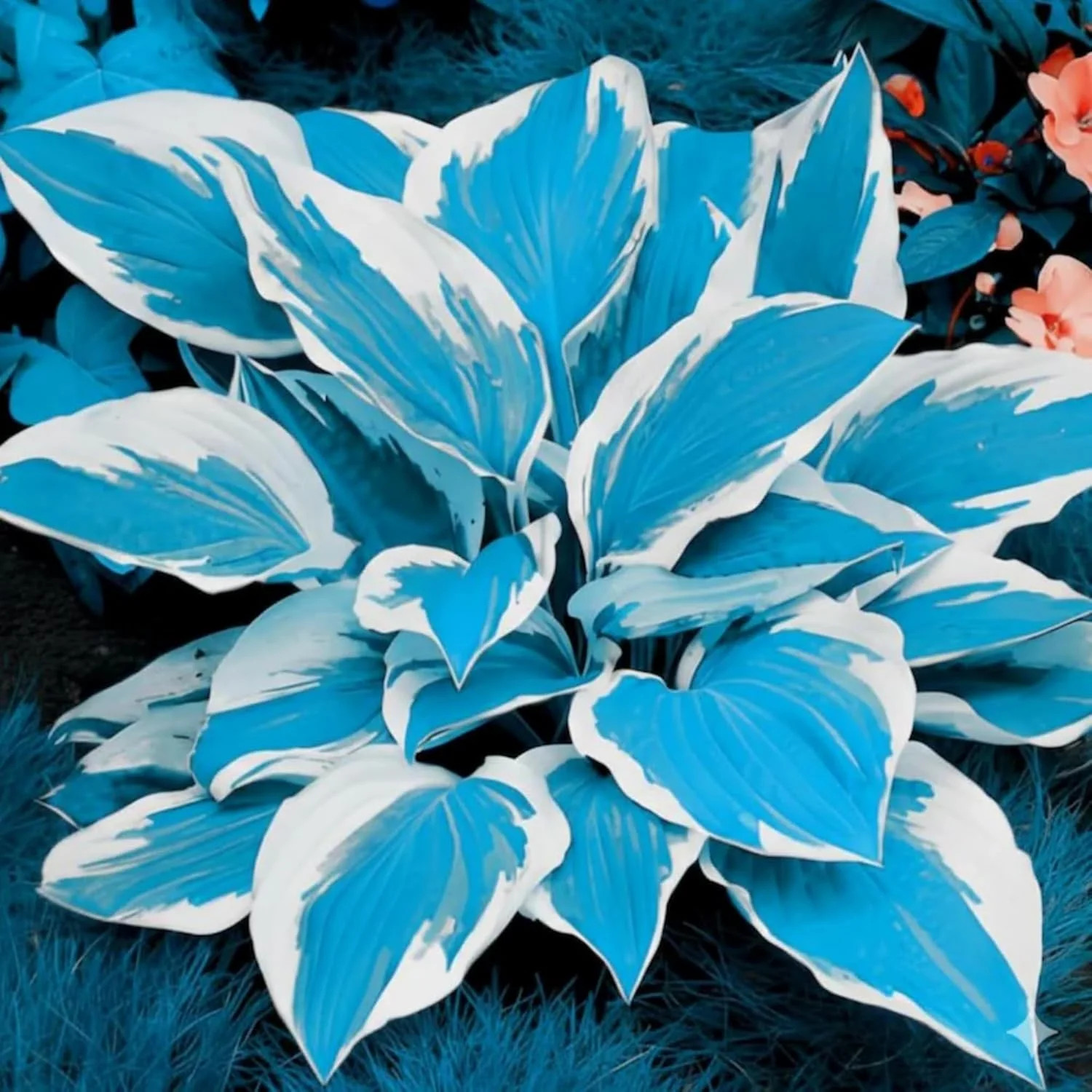 200+ Hosta Seeds Perennial Hosta Seeds for Planting Outdoor Garden Attract Polli