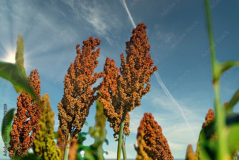 90 SEEDS- sorghum MULTI-COLORED UPRIGHT grows fast 12′ GroCo – BUY 15-SHIPS FREE
