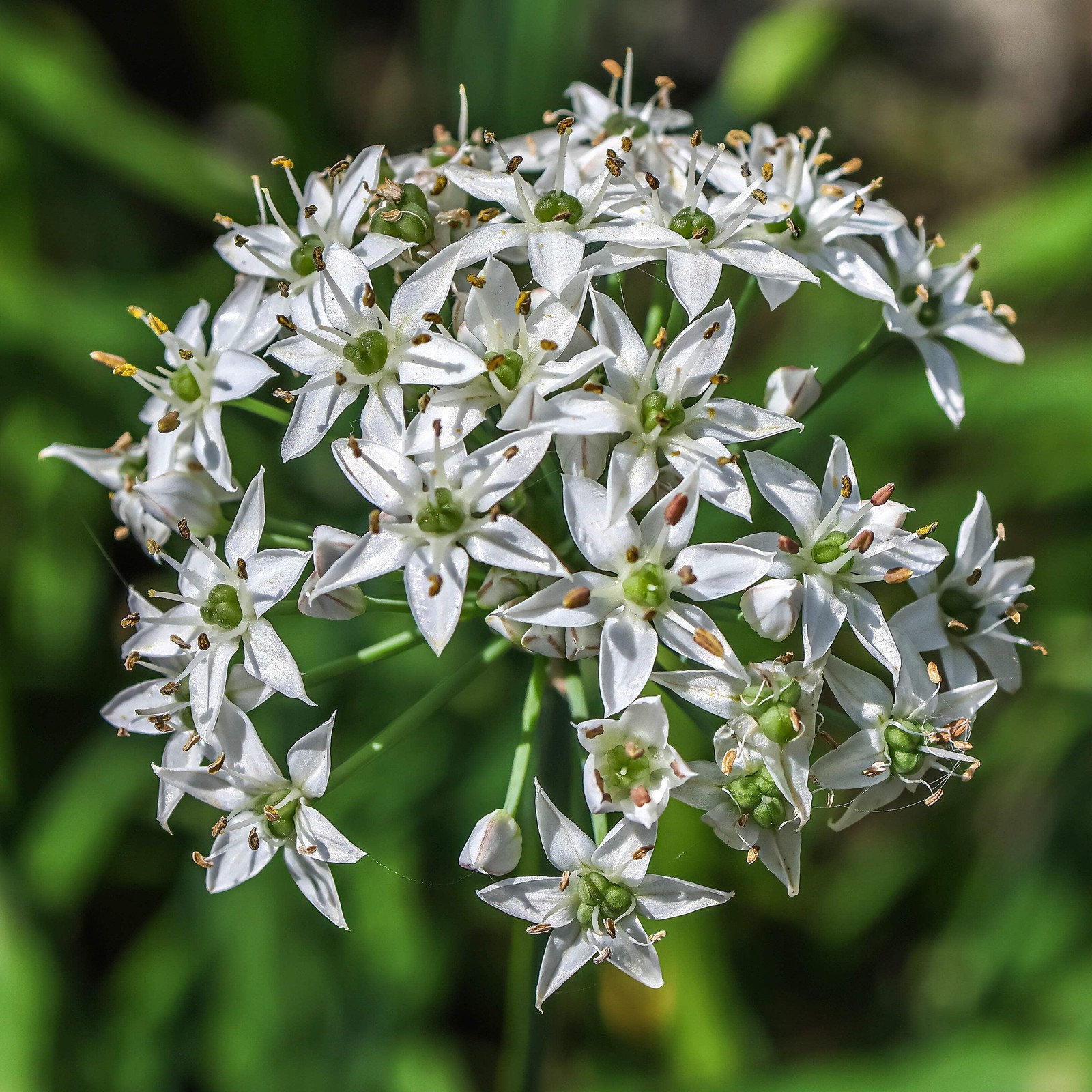 Garlic Chive Seeds (Allium tuberosum) ~Culinary Herb Perennial Pollinator Garden
