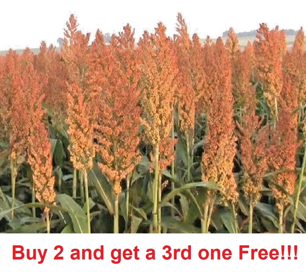 8 ounces Sorghum Seeds Rox Orange Syrup Cane Non-GMO Heirloom 1/2 pound