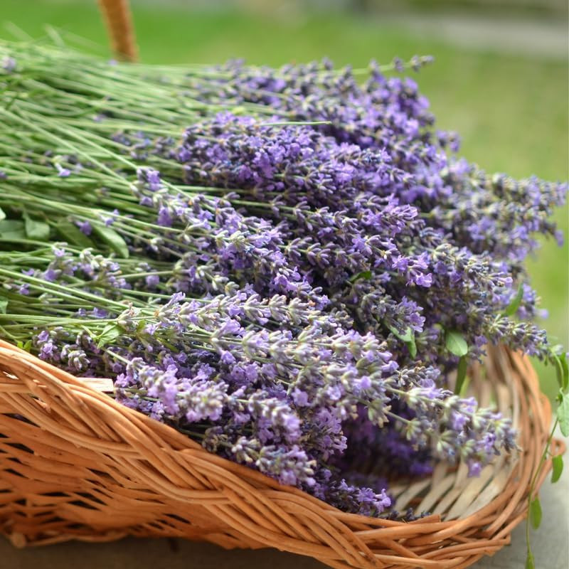 3 Plugs Lavender Plants Live Starter Plants 1-3″ in Tall, Hardy Perennial Lavend