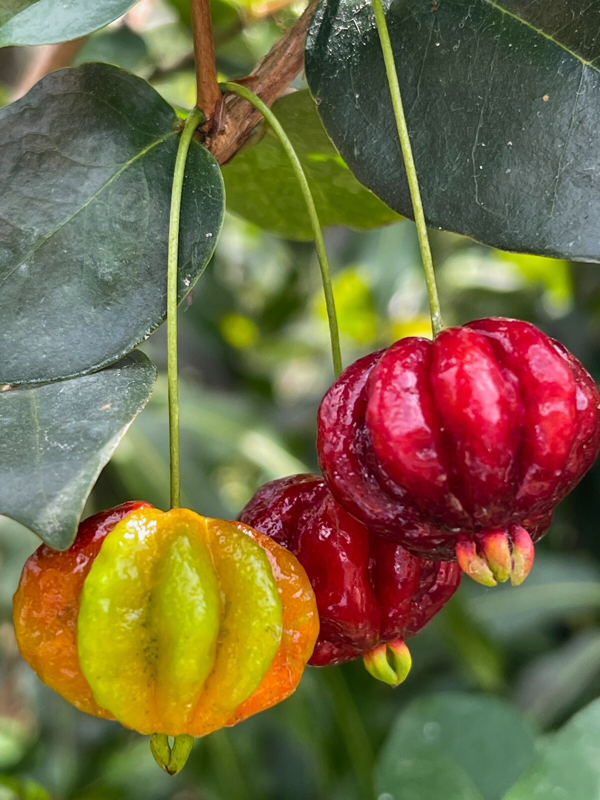 SPICY Pitanga Eugenia Uniflora Surinam Cherry Plant Dark Red Fruit Tree Potted