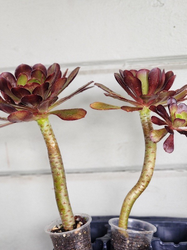 Quality 2 Large Aeonium Succulent Plants Black Rose Rossets Stong Stem 6″x8″