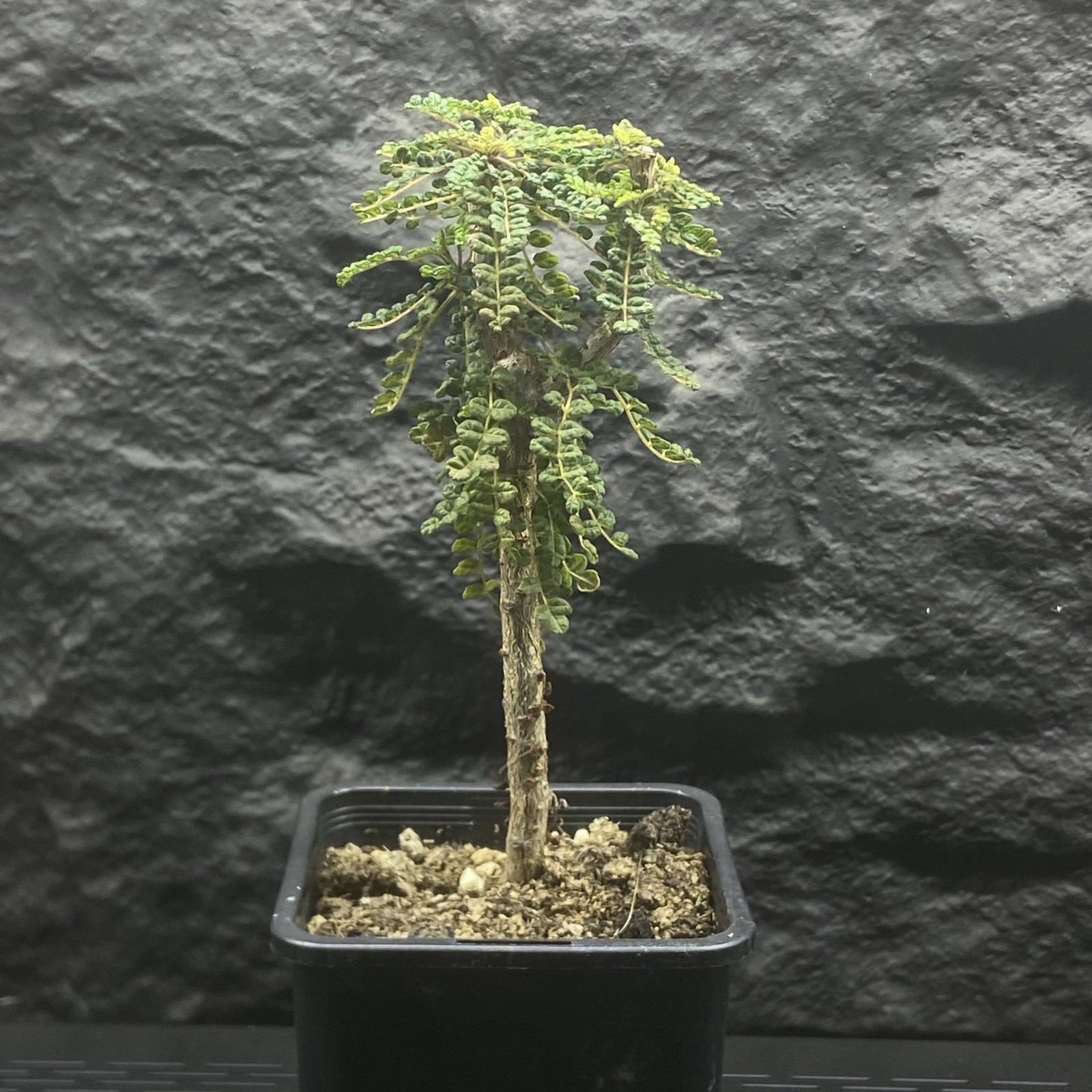 Rare Commiphora planifrons Caudex Succulent Resin Tree Exact Plant Shown Well
