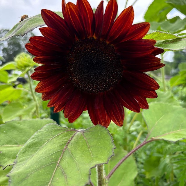 Helianthus annuus Black Magic | 10_Seeds
