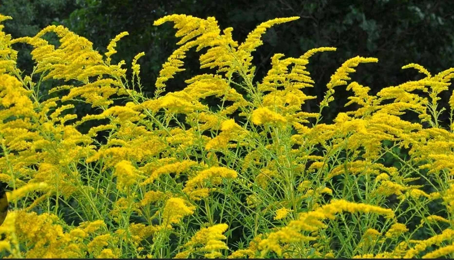 Wild Harvested Native Organic Dried Goldenrod Leaves and Flowers