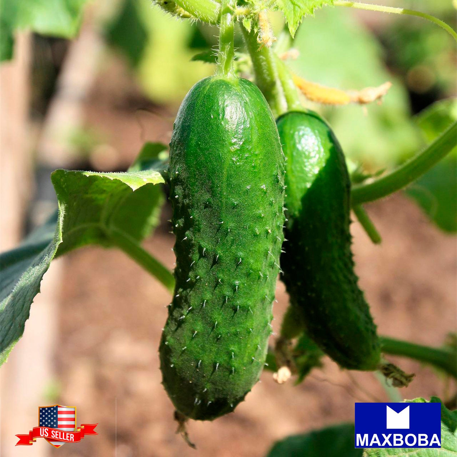 Fresh!!Cucumber Seeds – Homemade Pickles – Organic Non-GMO Heirloom Vegetable