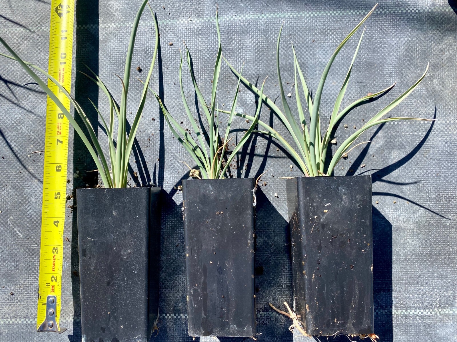 Yucca Glauca (Soapweed Yucca, Prairie, Spanish Bayonet, Bear Grass)