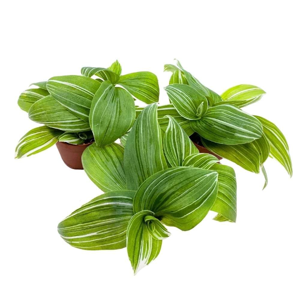 Green and White Wandering Dude 2 inch Set of 3 Tradescantia albiflora albo-vitta