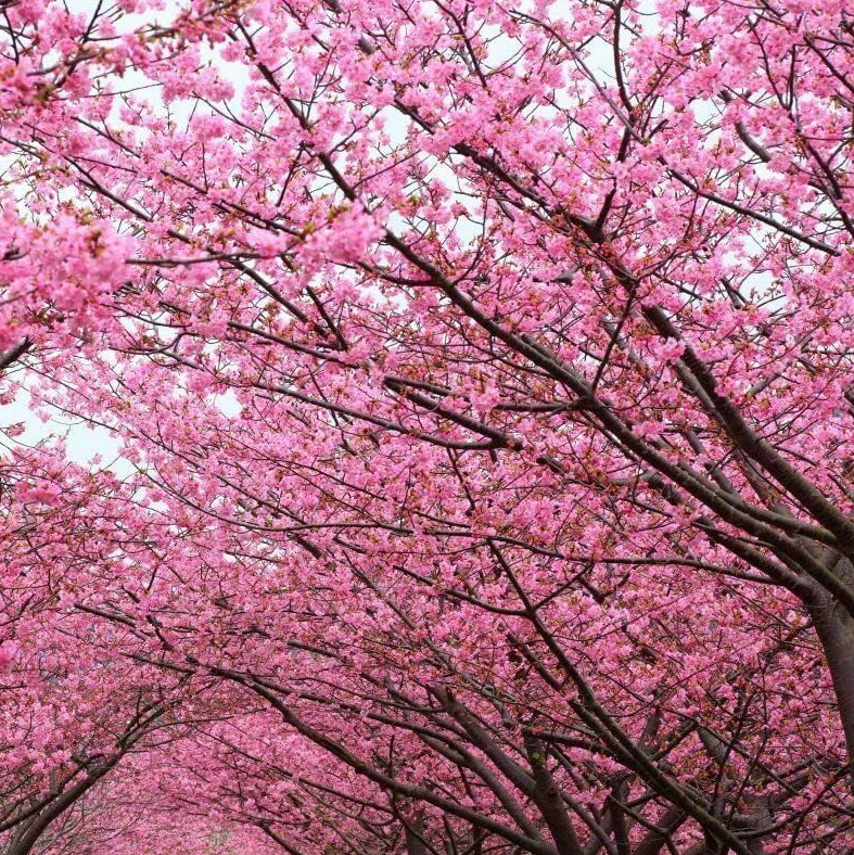 Kwanzan Japanese Cherry Tree – 8-14″ Tall Live Plant – 2.5″ Pot – Pink Flowering