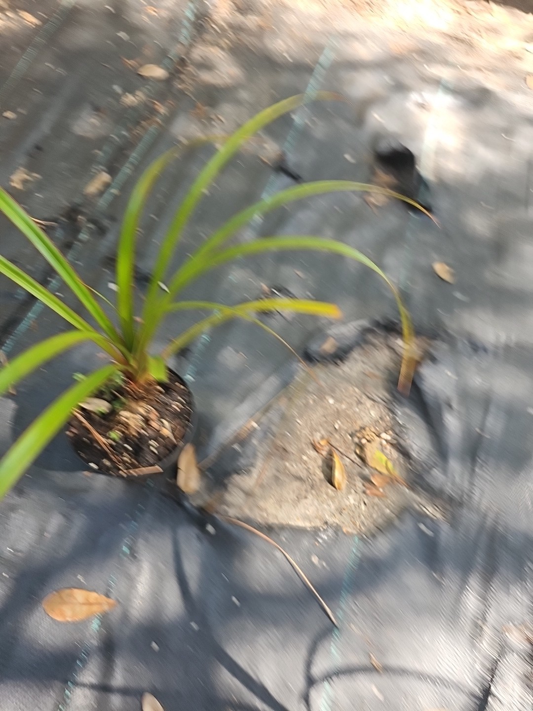 Screw Pine screwpine tree Pandanus utilis