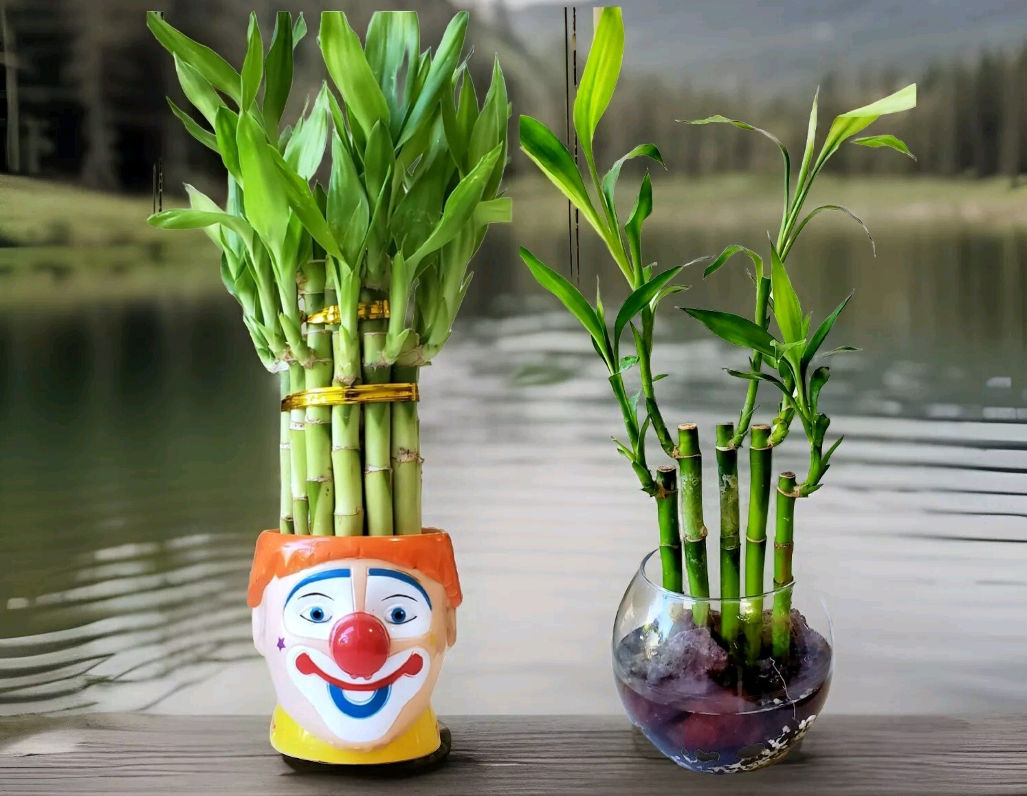4″ 6″ 8″ Lucky Bamboo Plants – 3 Stalks, Feng Shui, GIFT