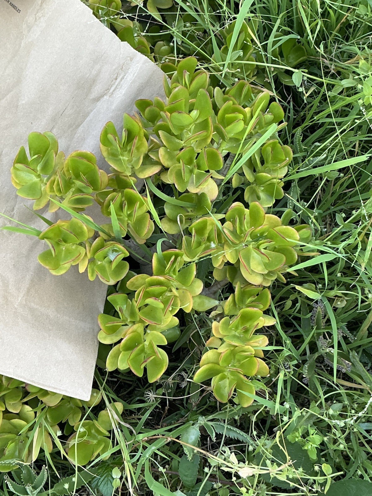 Healthy lush green Crassula Ovata Jade Plant cluster, Rooted 19” tall with roots