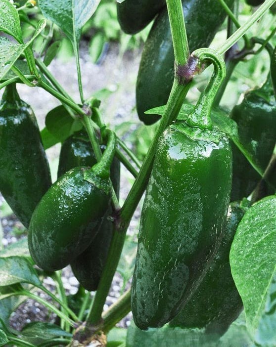 20 Fresh Classic Early Jalapeño Premium Pepper Seeds-A 23