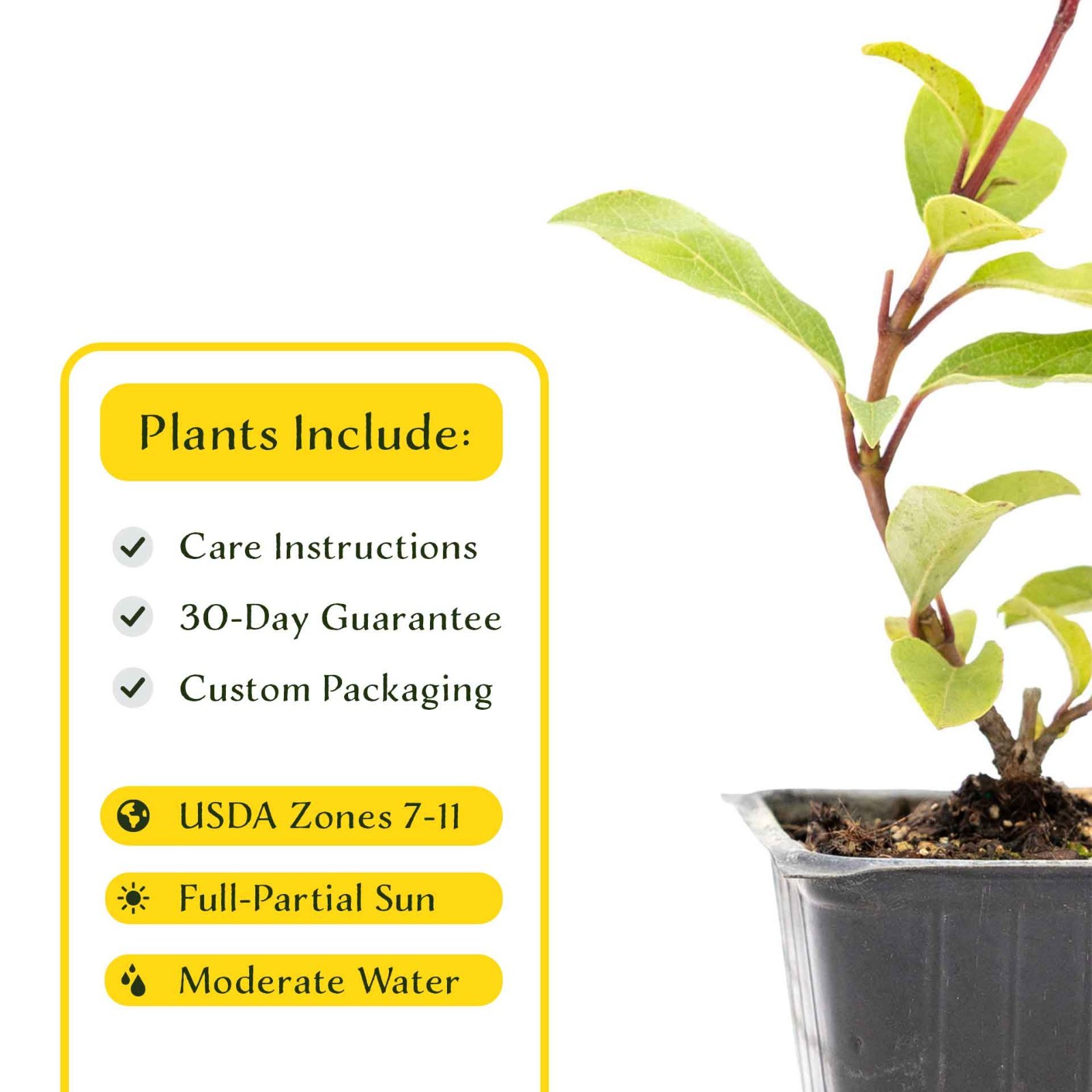 2 Spring Bouquet Viburnum Plants in 3.5″ Cube, Evergreen Flower Shrub (Viburnum)