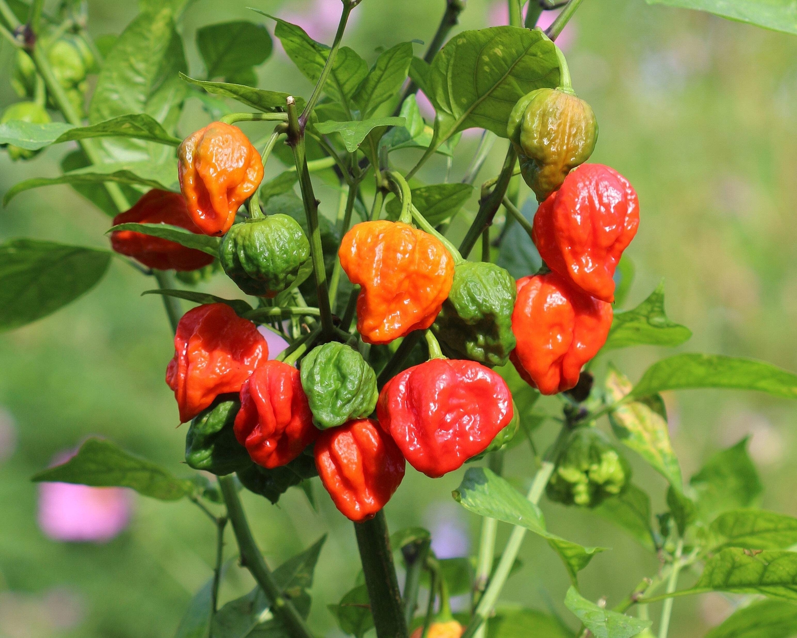 10 Red CAROLINA REAPER PEPPER World’s Hottest Capsicum Chinense Hot Chili Seeds
