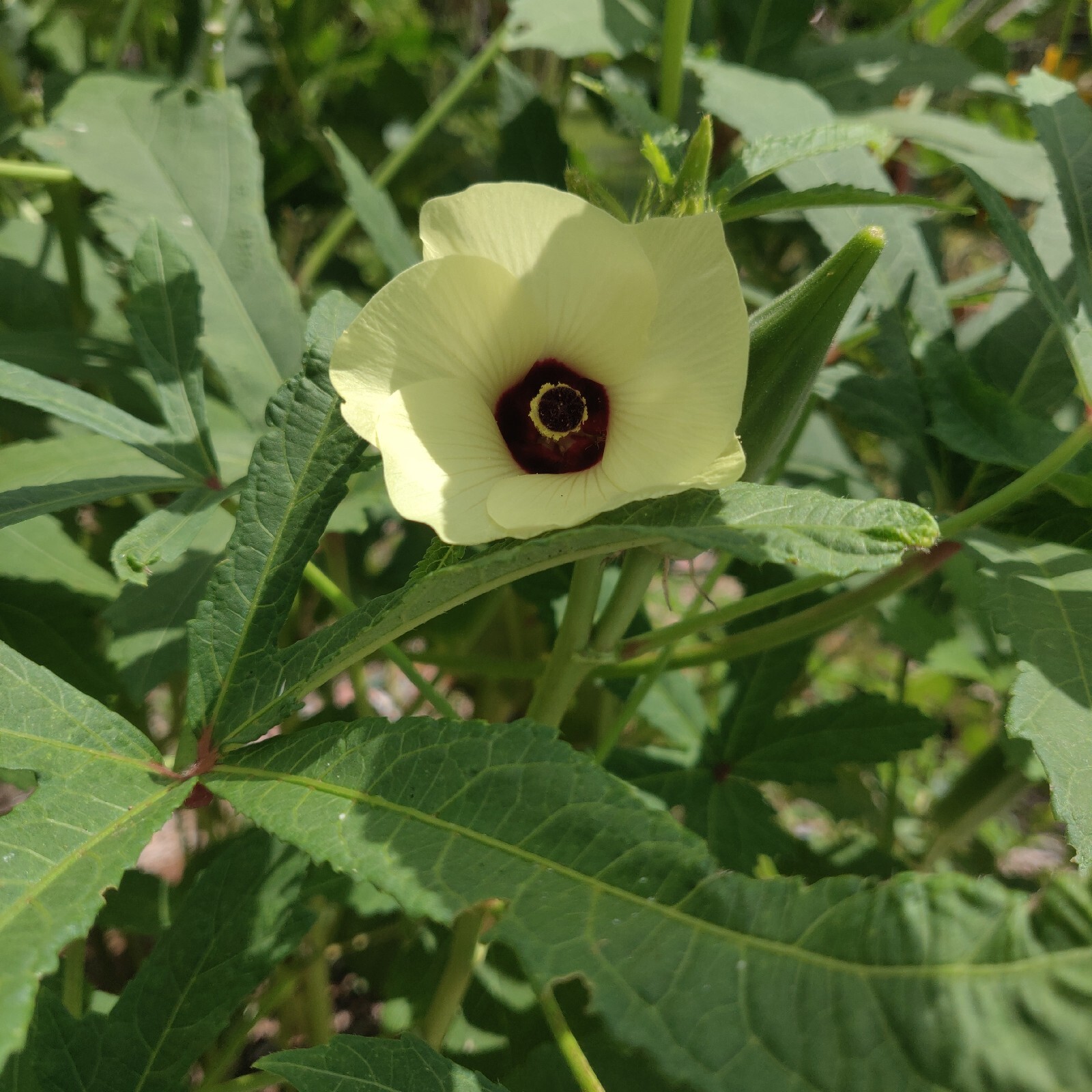 Clemson Spineless Okra Seeds | NON-GMO | Heirloom | Fresh Garden Seeds