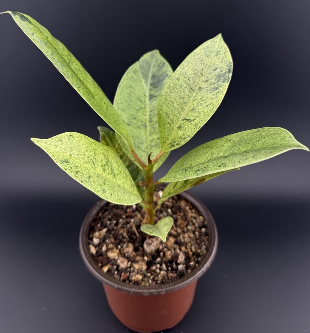 ficus shivereana moonshine Live Variegated Plant Rare With Roots FREE SHIPPING