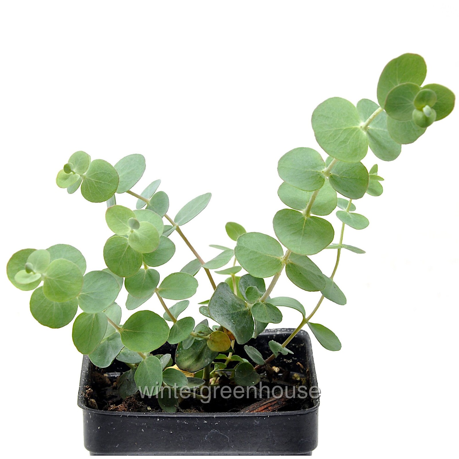 Eucalyptus pulverulenta, Baby blue, Florist Silver Dollar