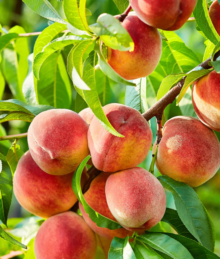 Contender Peach Plant – 1-2ft Tall – Cold-Hardy Sweet Peach Treem – Zones 4–8
