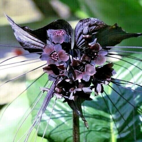 Black Bat Orchid Flower Seeds (Tacca chantrieri) RARE Tropical Garden Houseplant