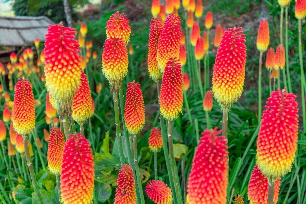 50 Red Hot Poker Flaming Torch Lily Seeds Beautiful Flower Plant.